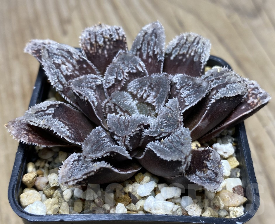 VVG29444 Haworthia ‘Yuki Usagi’ (Snow rabbit)