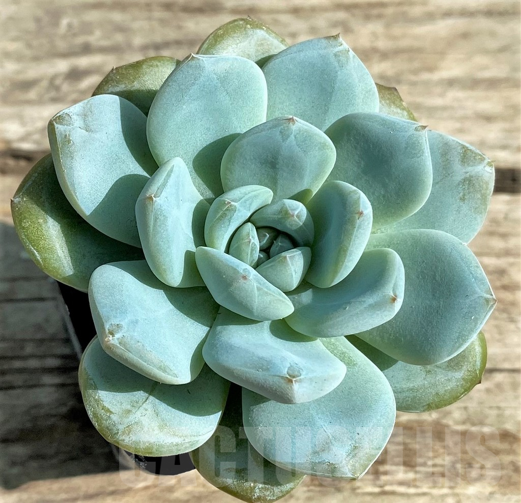 SHPR29510 Echeveria 'Jade Butterfly'