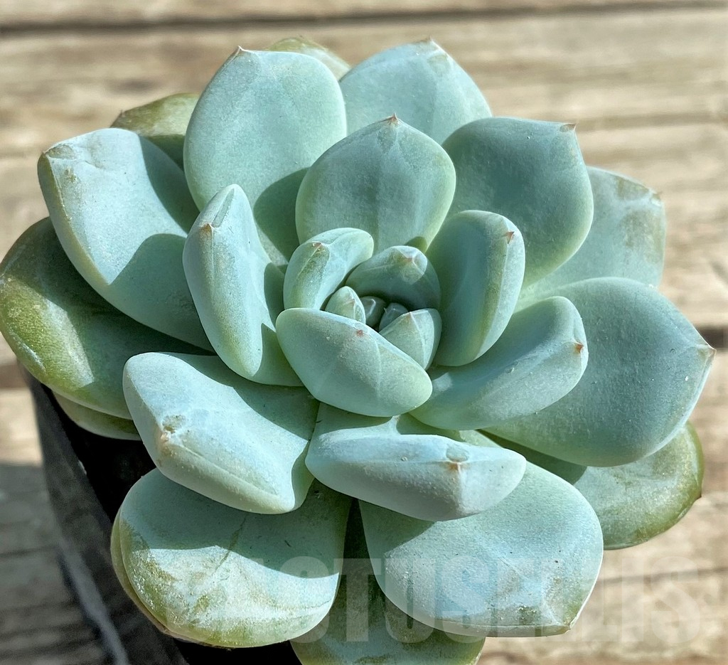 SHPR29510 Echeveria 'Jade Butterfly' - Image 2