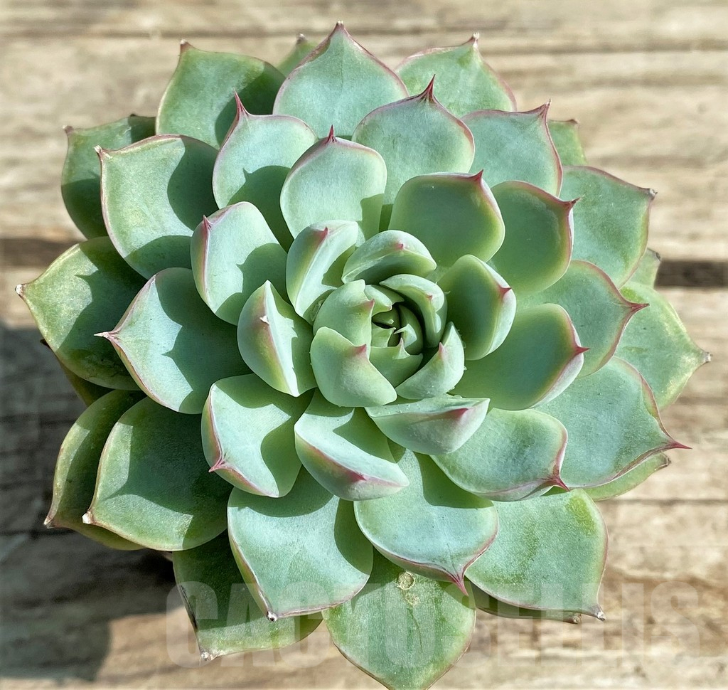SHPR29511 Echeveria 'Apus'