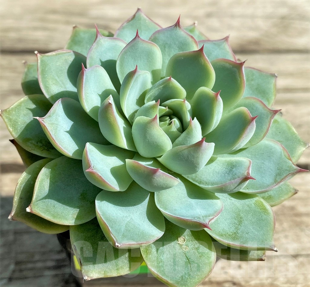 SHPR29511 Echeveria 'Apus' – Image 2