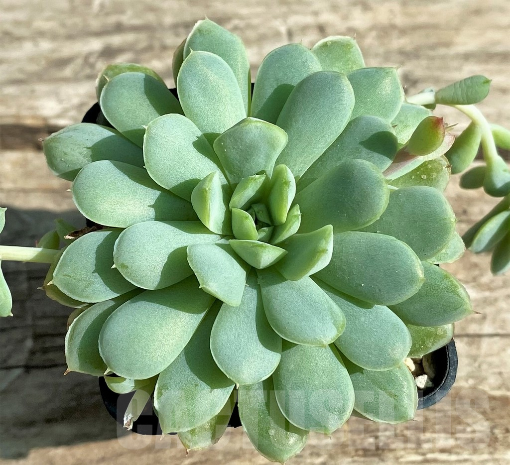 SHPR29513 Echeveria 'Prolifica'