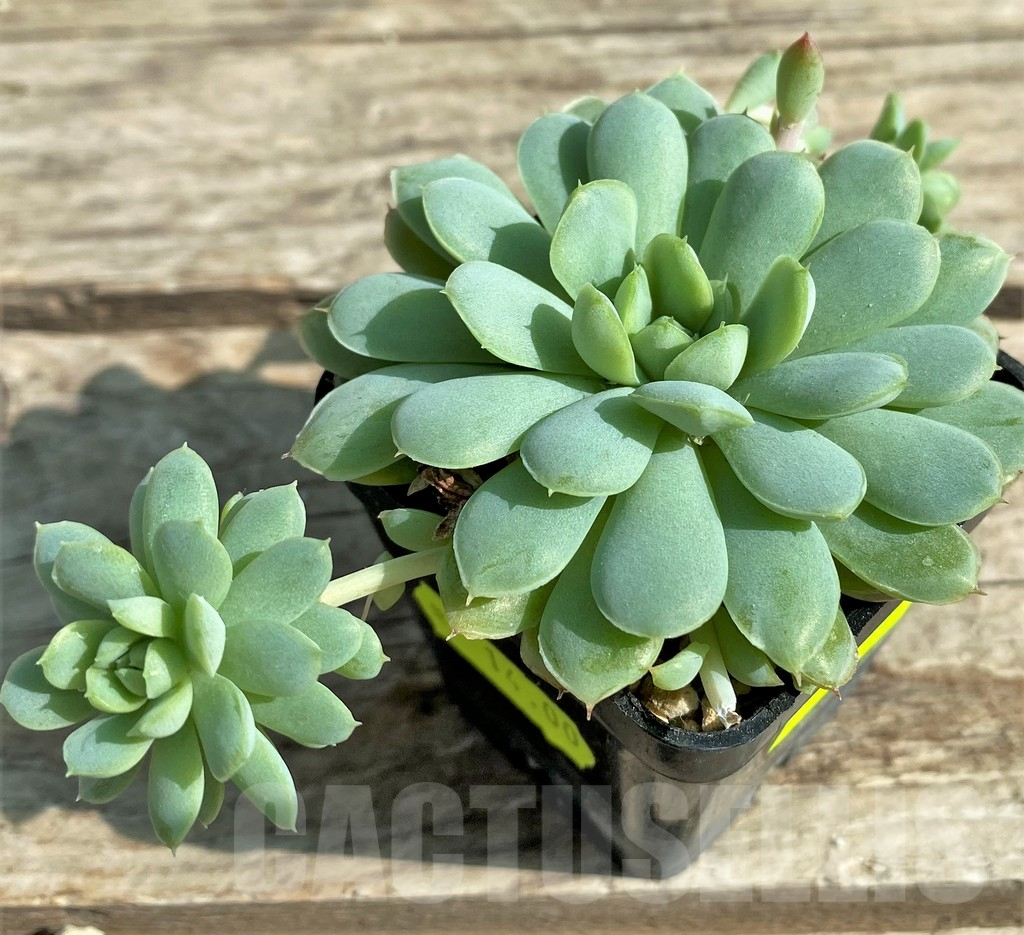 SHPR29513 Echeveria 'Prolifica' – Image 2