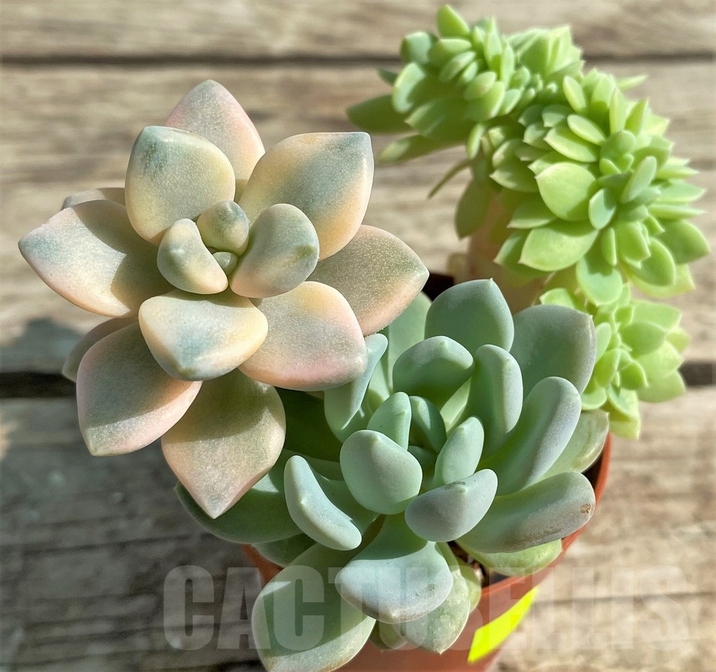 SHPR29515 Succulents mix