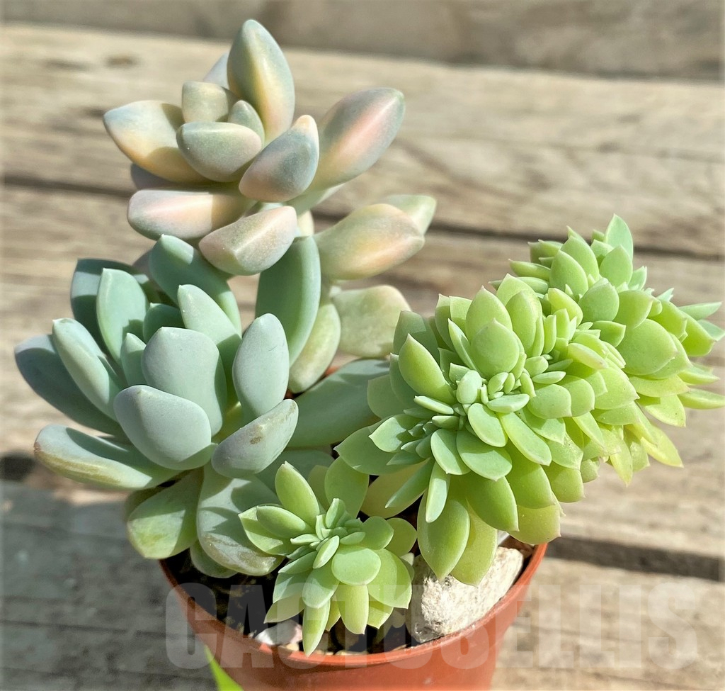 SHPR29515 Succulents mix - Image 2