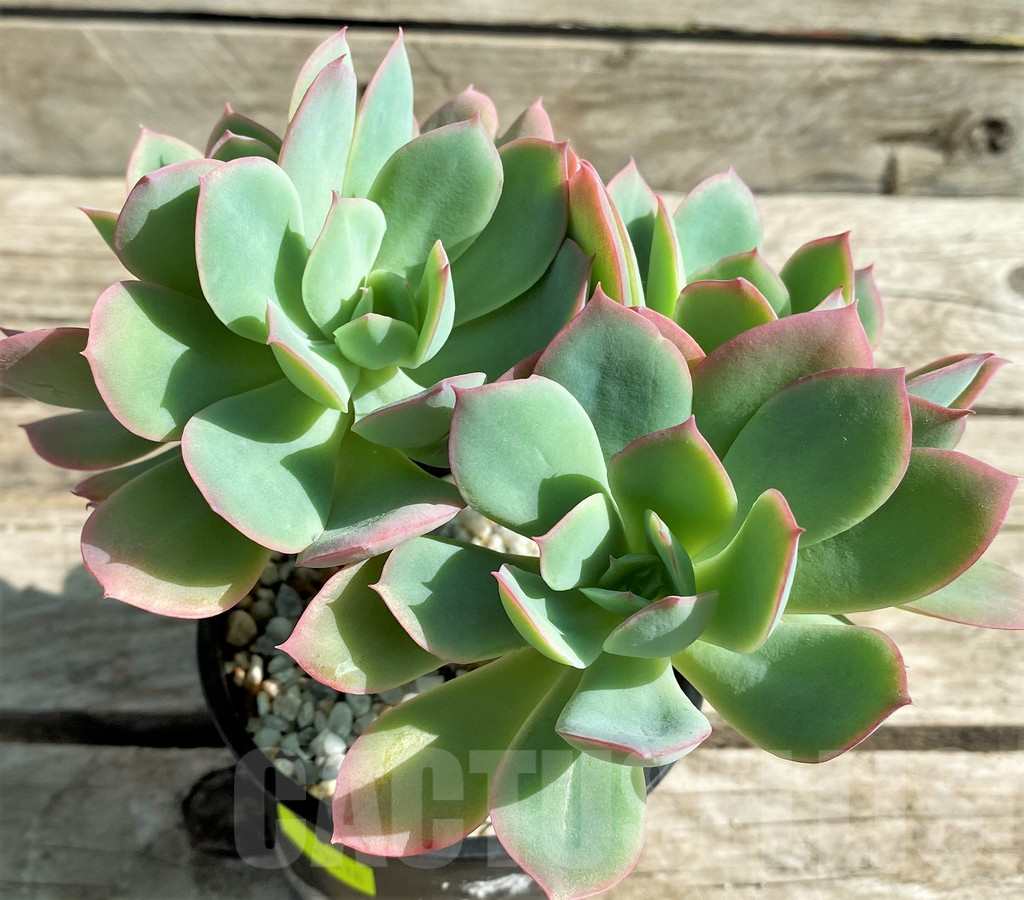 SHPR29518 Echeveria 'Luella' red - Image 2