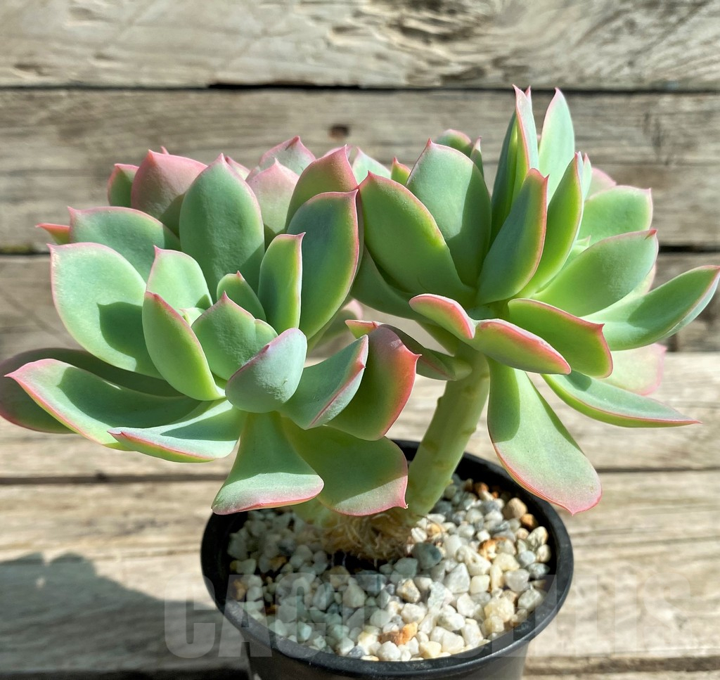 SHPR29518 Echeveria 'Luella' red - Image 3