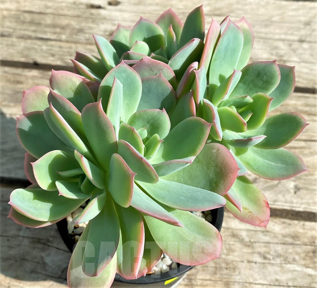 SHPR29518 Echeveria 'Luella' red