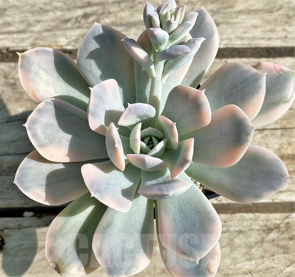 SHPR29522 Echeveria ‘Runyonii’ f. variegata
