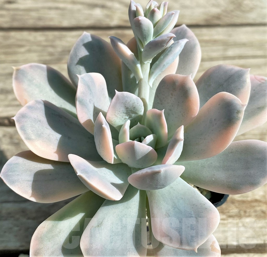 SHPR29522 Echeveria ‘Runyonii’ f. variegata - Image 2