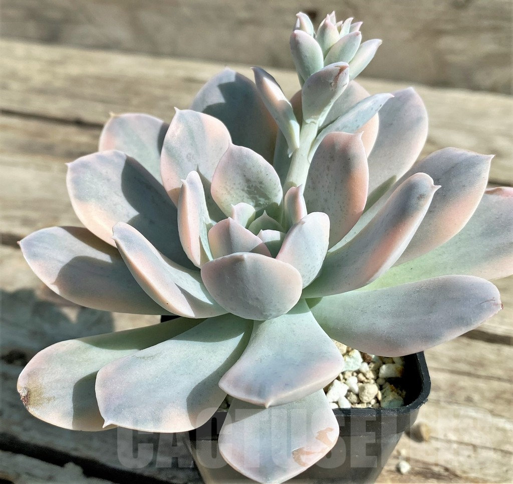 SHPR29522 Echeveria ‘Runyonii’ f. variegata - Image 3