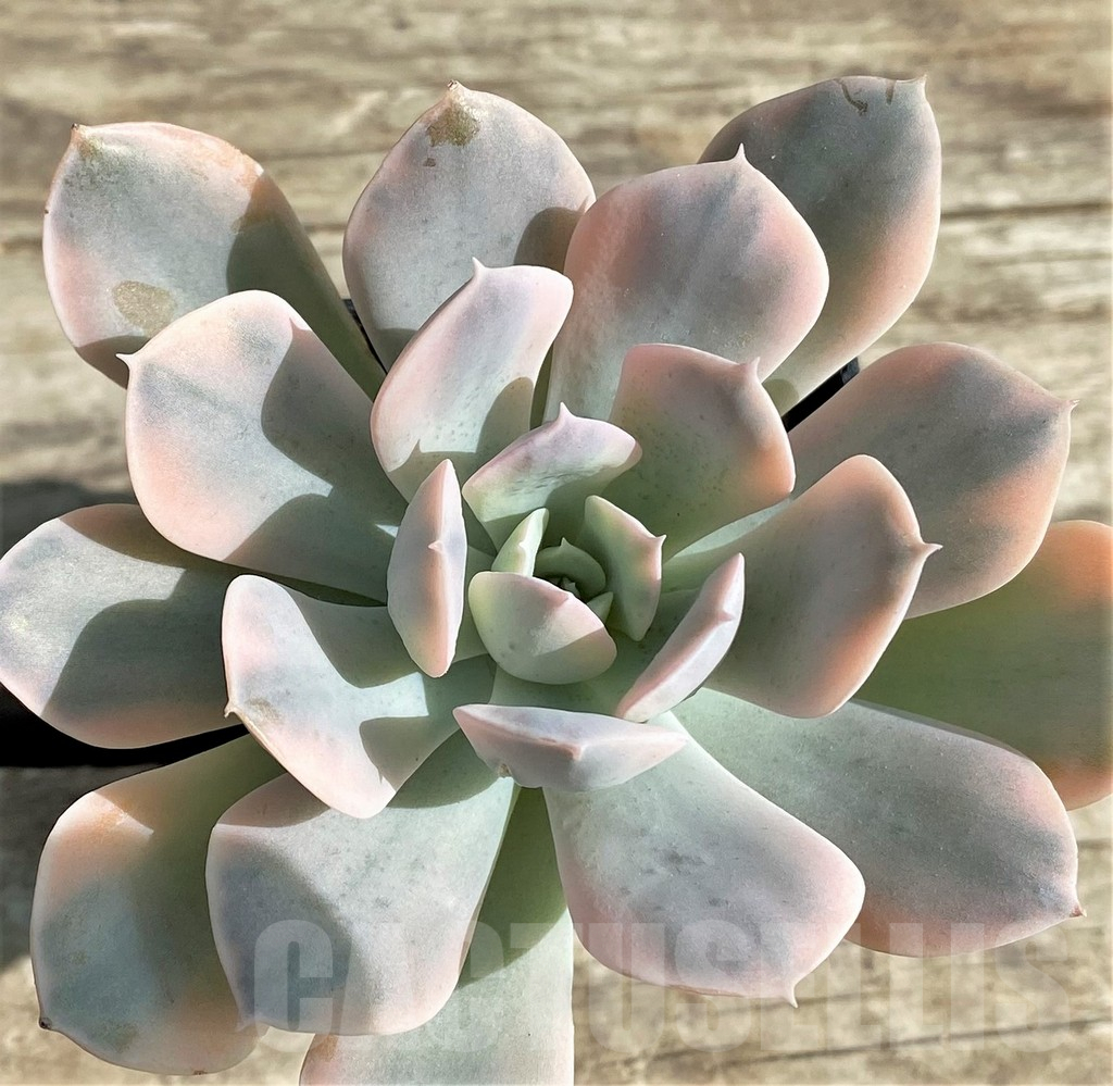 SHPR29523 Echeveria ‘Runyonii’ f. variegata