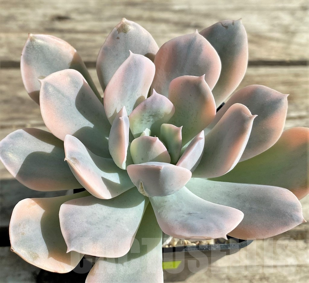 SHPR29523 Echeveria ‘Runyonii’ f. variegata - immagine 2