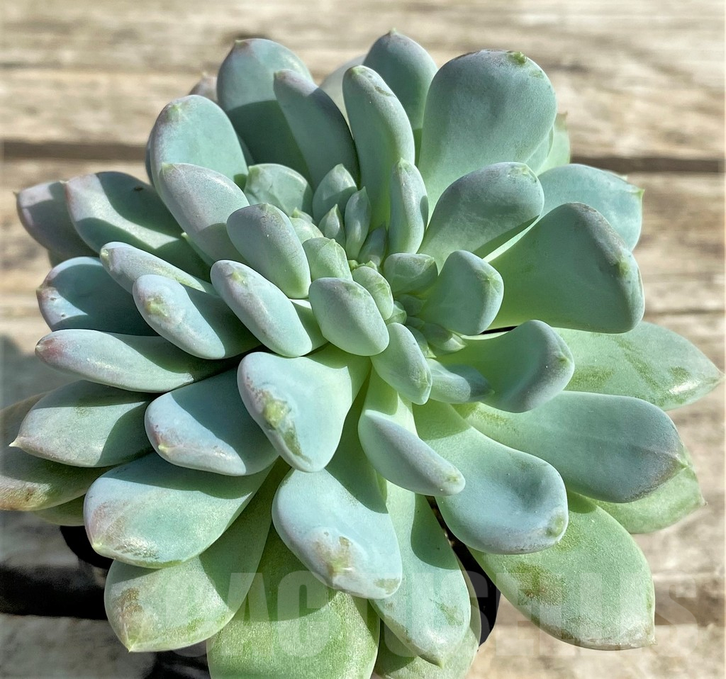 SHPR29525 Echeveria hybrid f. cristata - immagine 2