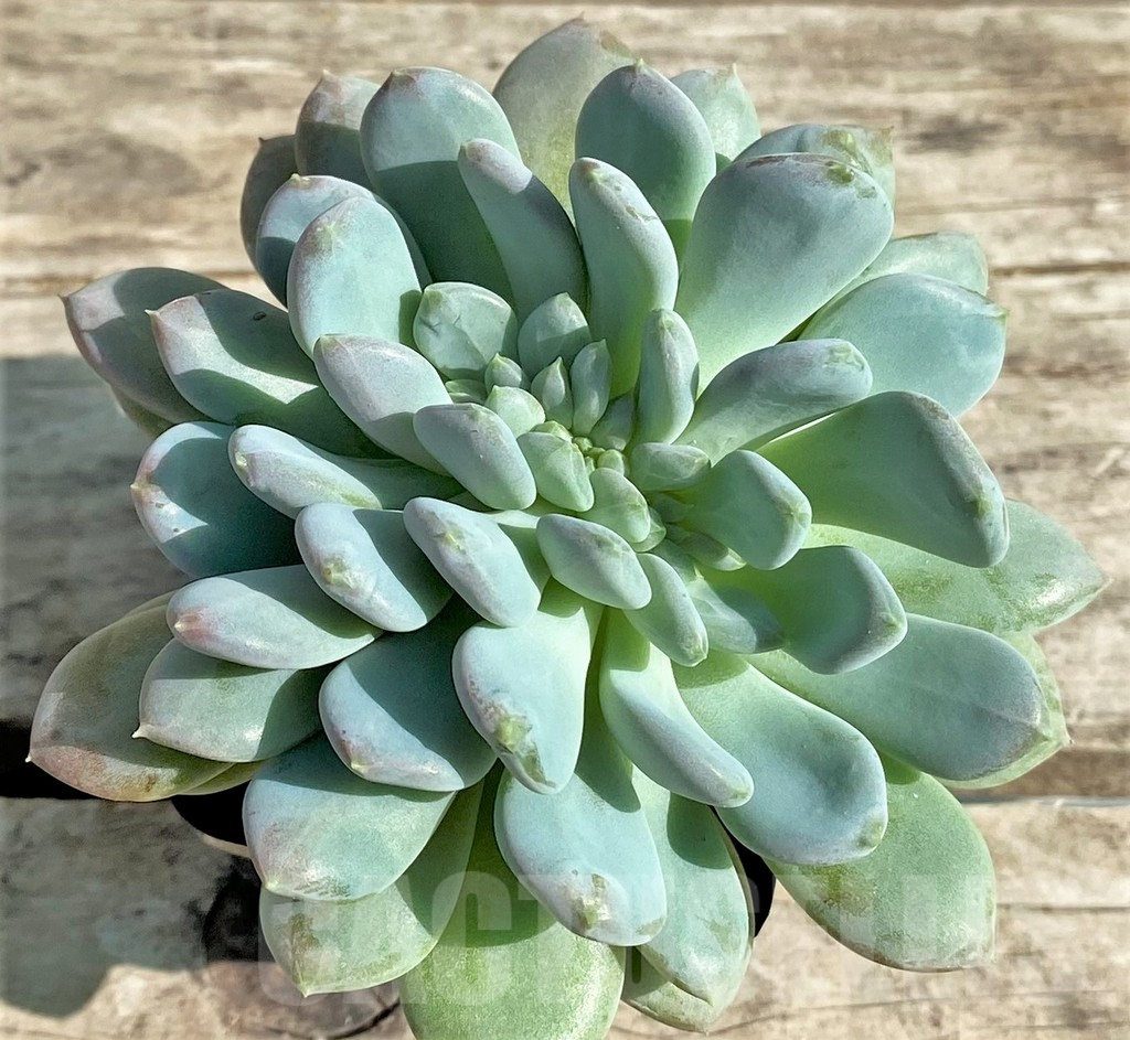 SHPR29525 Echeveria hybrid f. cristata - immagine 3