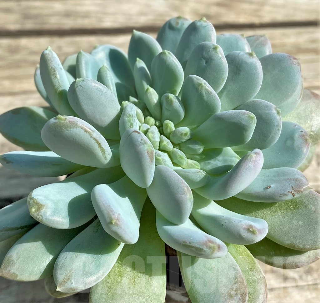SHPR29525 Echeveria hybrid f. cristata