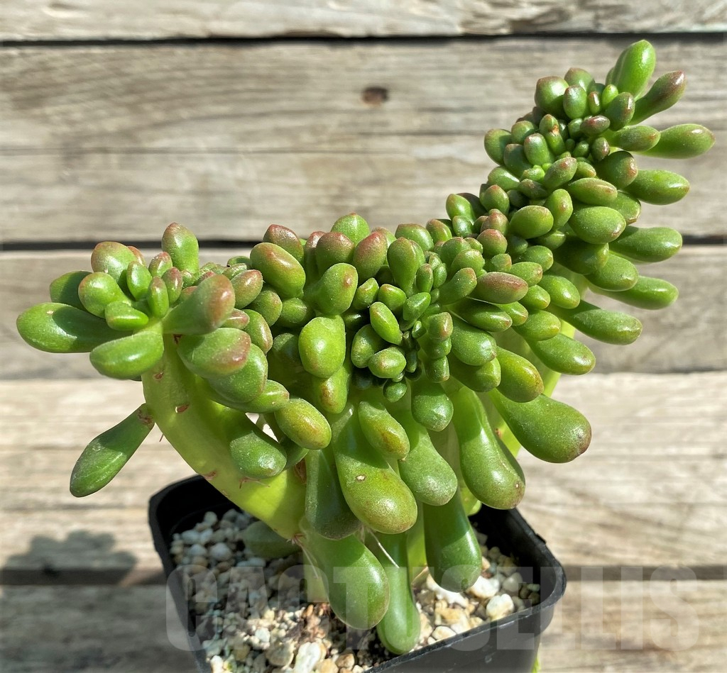 SHPR29526 Sedum lucidum 'Obesum' f. cristata