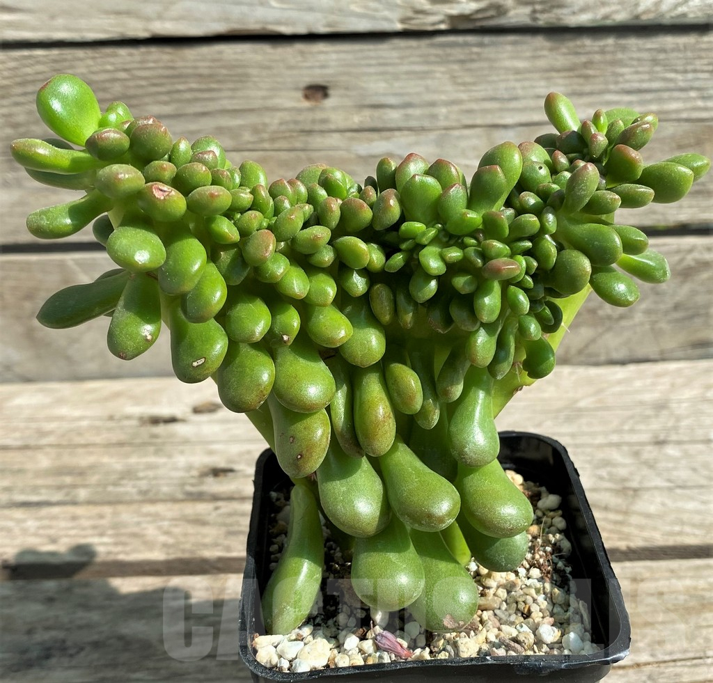 SHPR29526 Sedum lucidum 'Obesum' f. cristata - Image 2