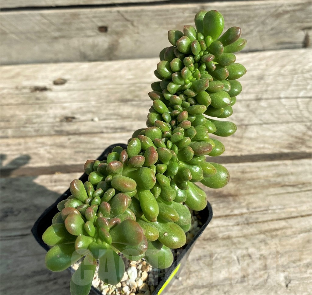 SHPR29526 Sedum lucidum 'Obesum' f. cristata - Image 3