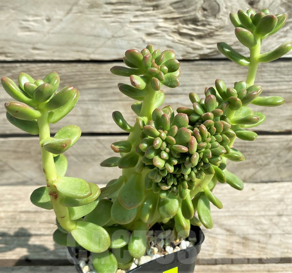 SHPR29528 Sedum lucidum 'Obesum' f. cristata - Image 2