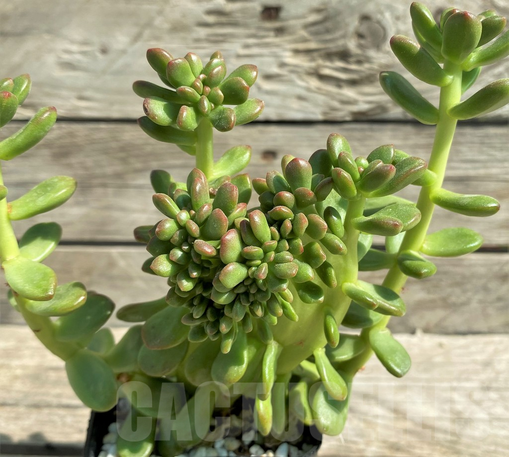 SHPR29528 Sedum lucidum 'Obesum' f. cristata