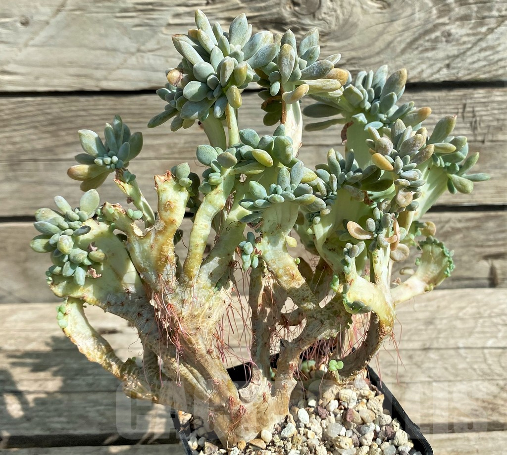 SHPR29530 Graptopetalum amethystinum f. cristata - Obrázek 2
