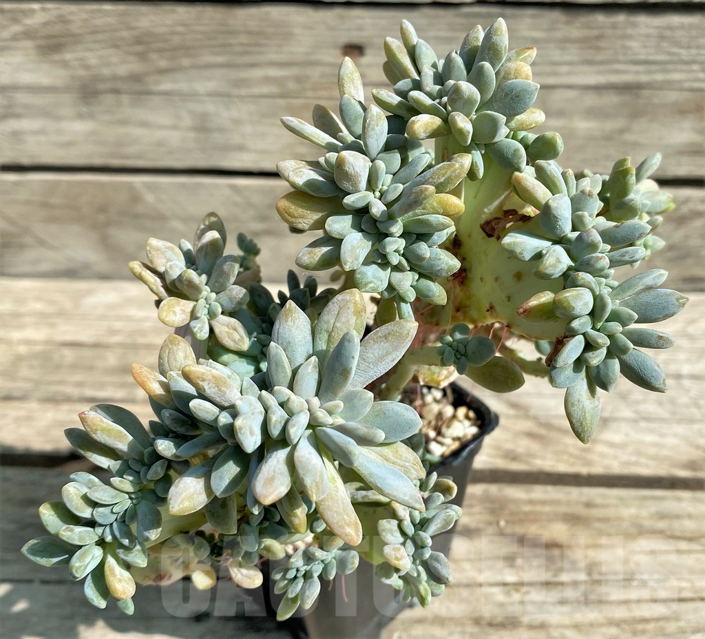 SHPR29530 Graptopetalum amethystinum f. cristata