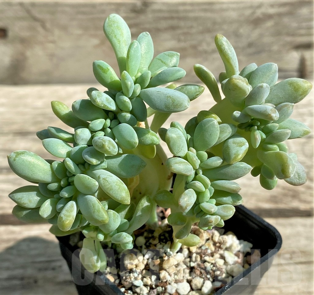 SHPR29531 Graptopetalum amethystinum f. cristata - Image 2