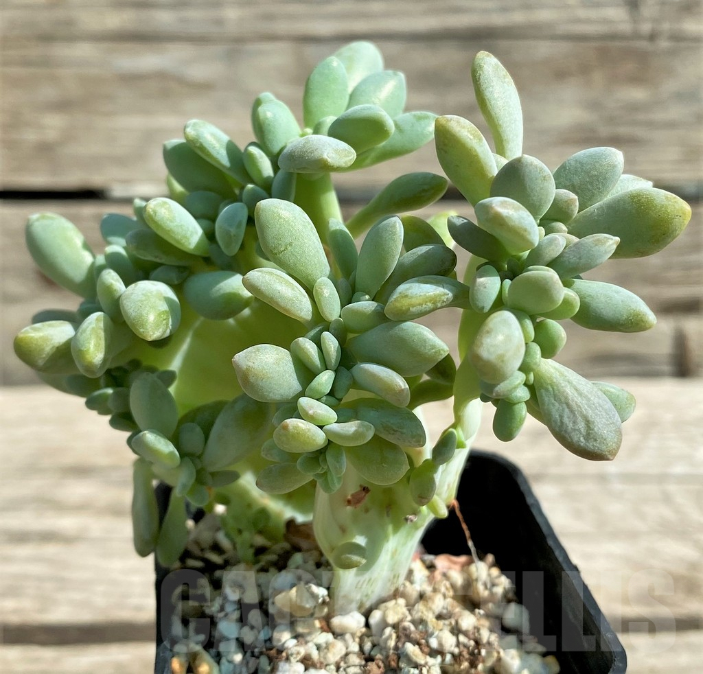 SHPR29531 Graptopetalum amethystinum f. cristata