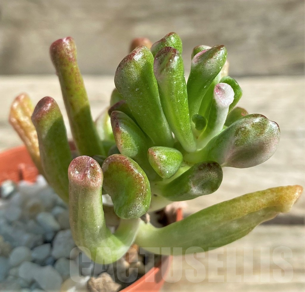SHPR29533 Crassula hobbit f. variegata - Obrázek 2