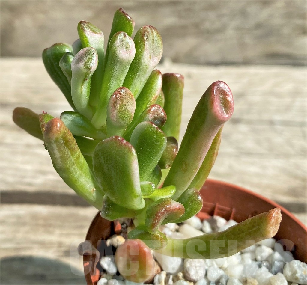 SHPR29533 Crassula hobbit f. variegata