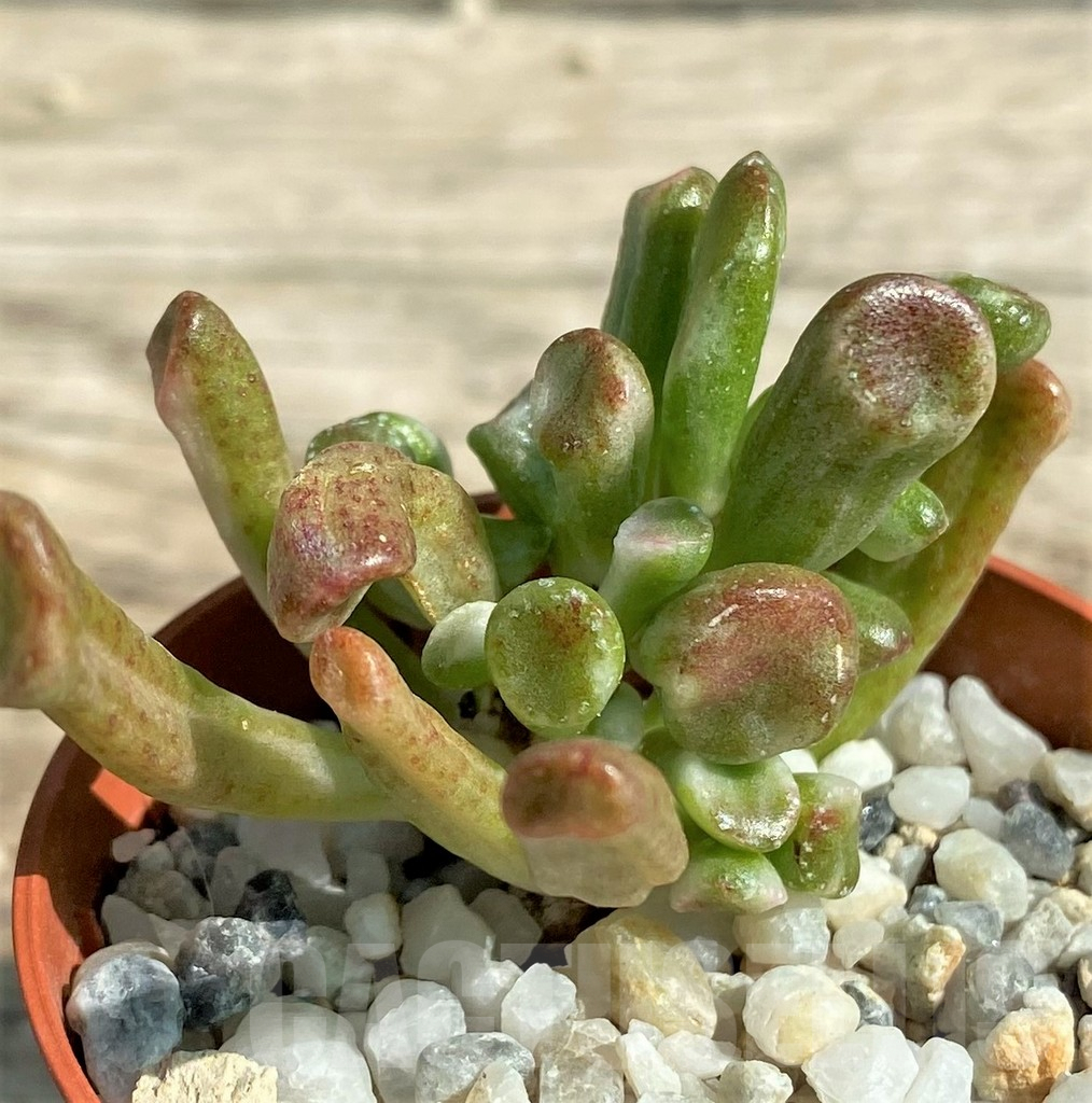 SHPR29534 Crassula hobbit f. variegata