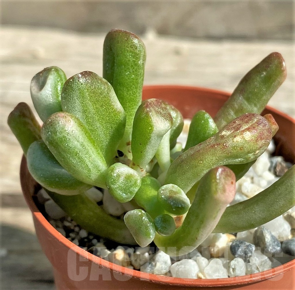 SHPR29534 Crassula hobbit f. variegata - Зображення 2