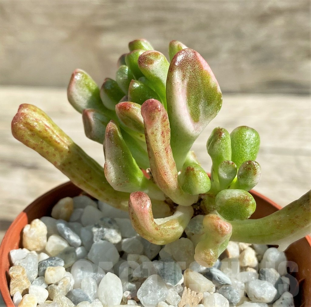 SHPR29537 Crassula hobbit f. variegata