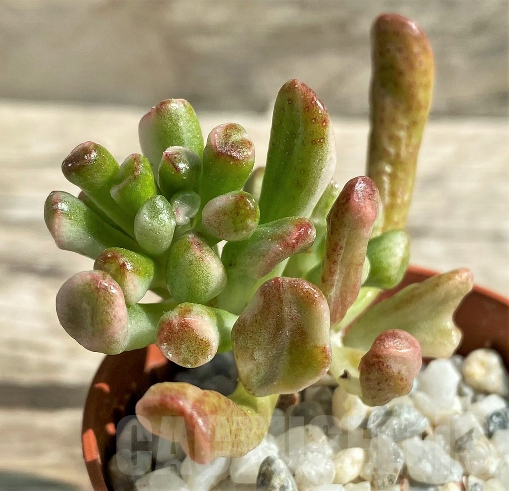 SHPR29537 Crassula hobbit f. variegata - 画像 (2)