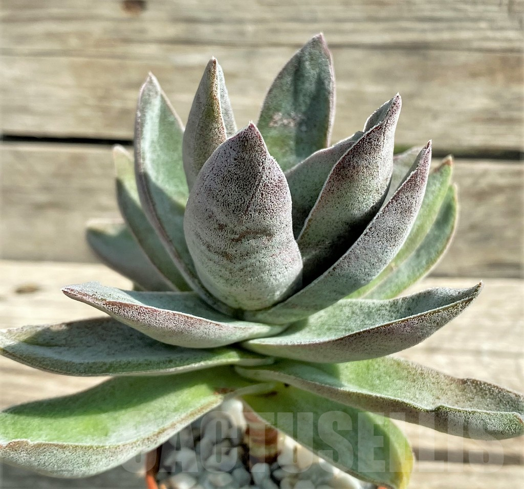 SHPR29538 Crassula 'Garnet Lotus' - Obrázek 2