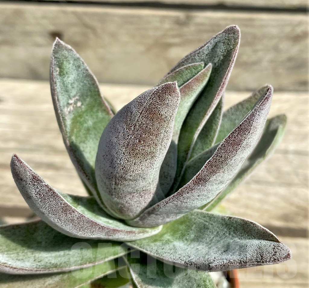 SHPR29538 Crassula 'Garnet Lotus' - Obrázek 3