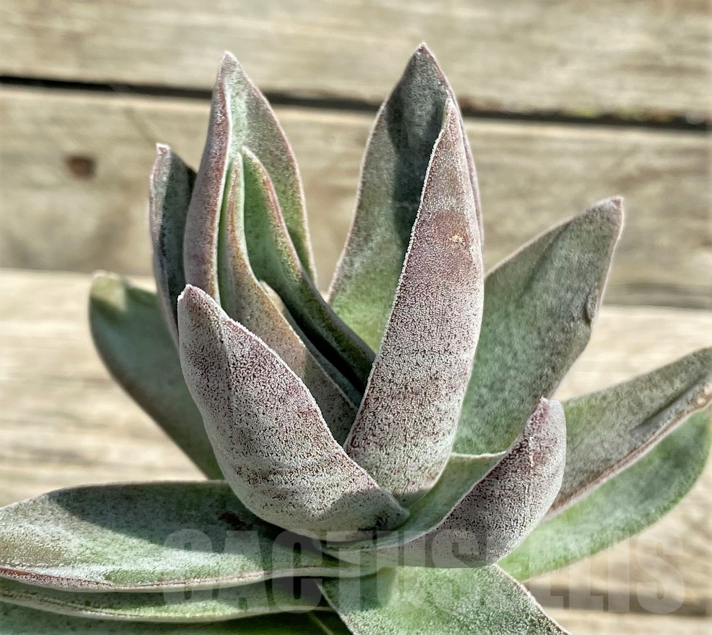 SHPR29538 Crassula 'Garnet Lotus'