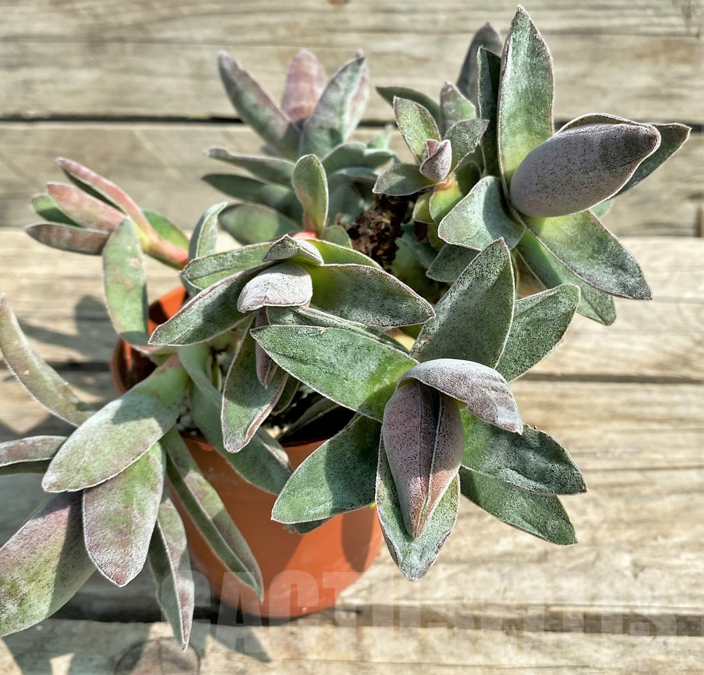 SHPR29539 Crassula 'Garnet Lotus'