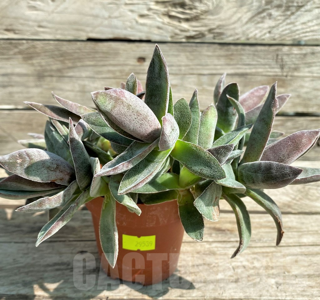 SHPR29539 Crassula 'Garnet Lotus' - Obrázek 2