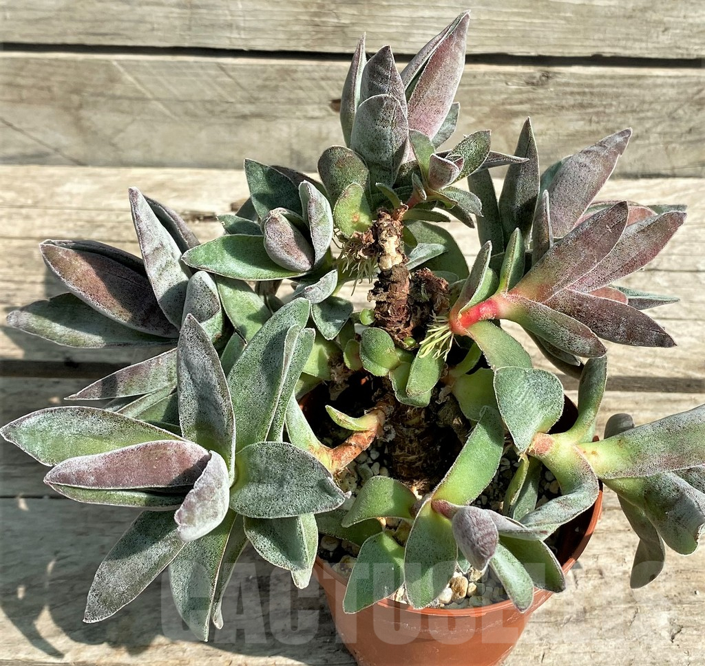 SHPR29539 Crassula 'Garnet Lotus' - Obrázek 3