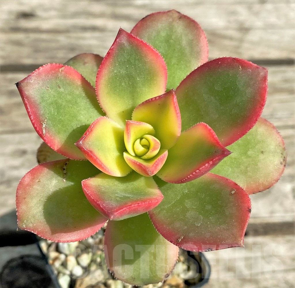 SL29540 Aeonium 'Kiwi'
