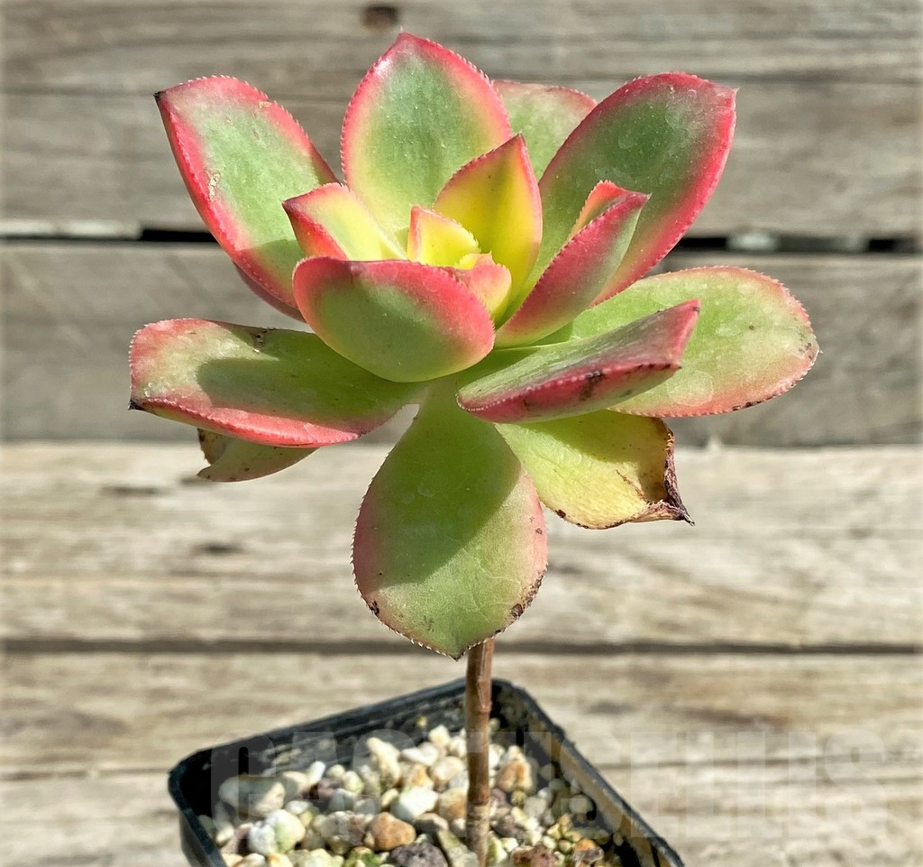 SL29540 Aeonium 'Kiwi' - Image 2