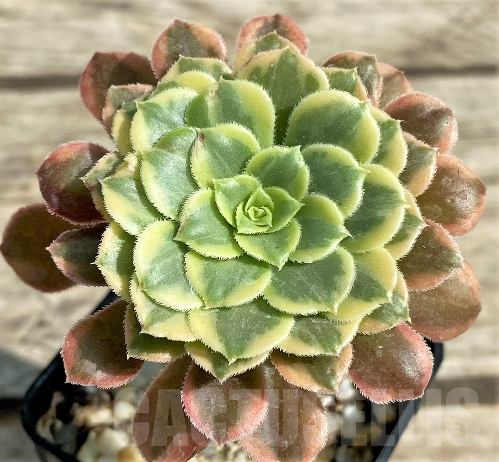 SHPR29543 Aeonium ‘Halloween’ f. variegata