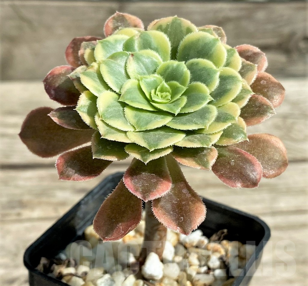SHPR29543 Aeonium ‘Halloween’ f. variegata - Image 2