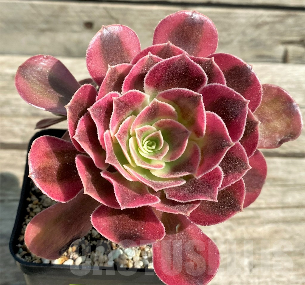 SHPR29544 Aeonium 'Pink Witch'