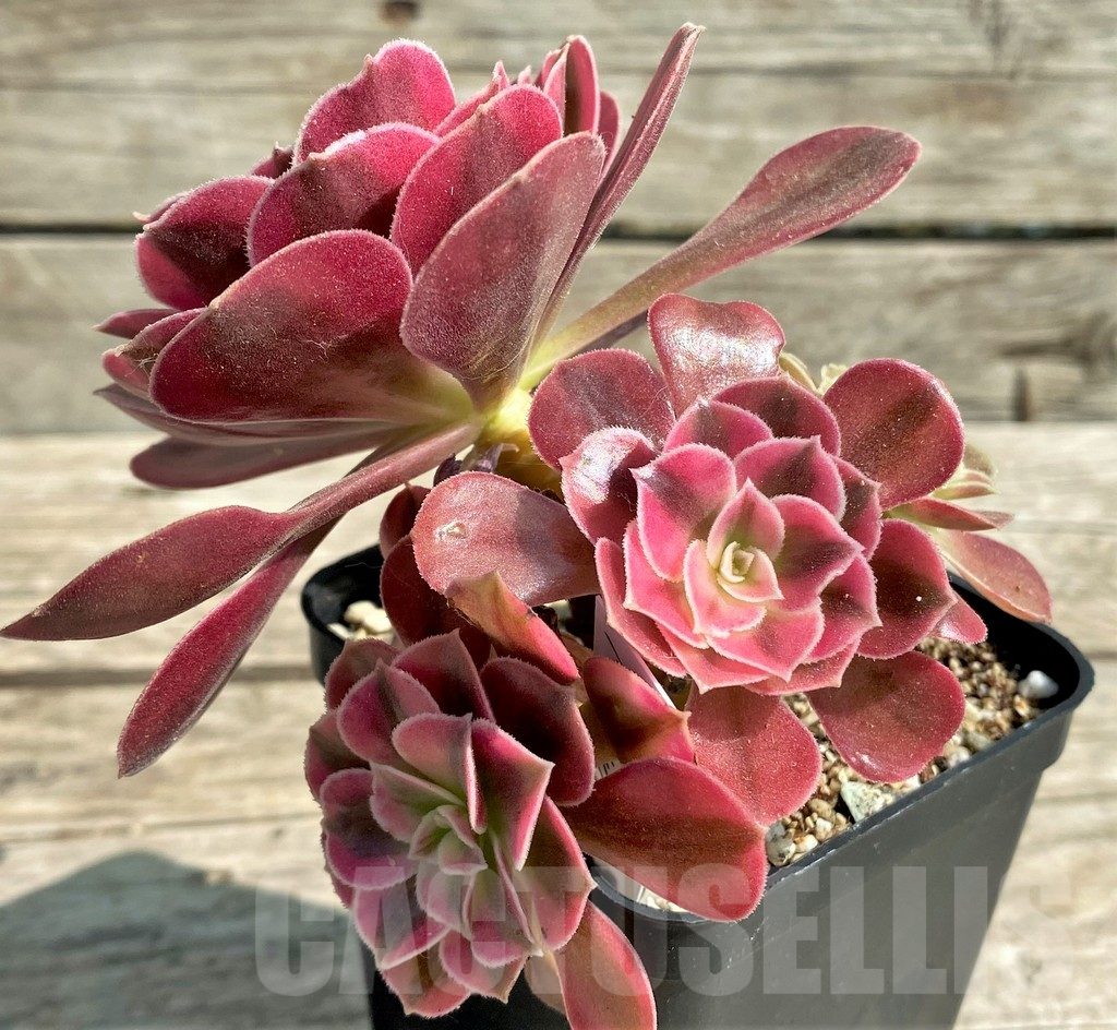 SHPR29544 Aeonium 'Pink Witch' - Image 2
