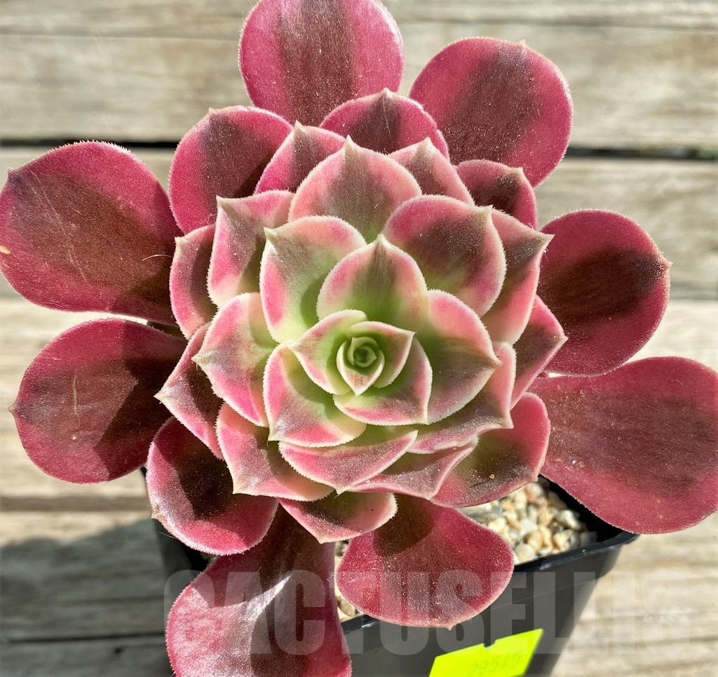SHPR29545 Aeonium 'Pink Witch'