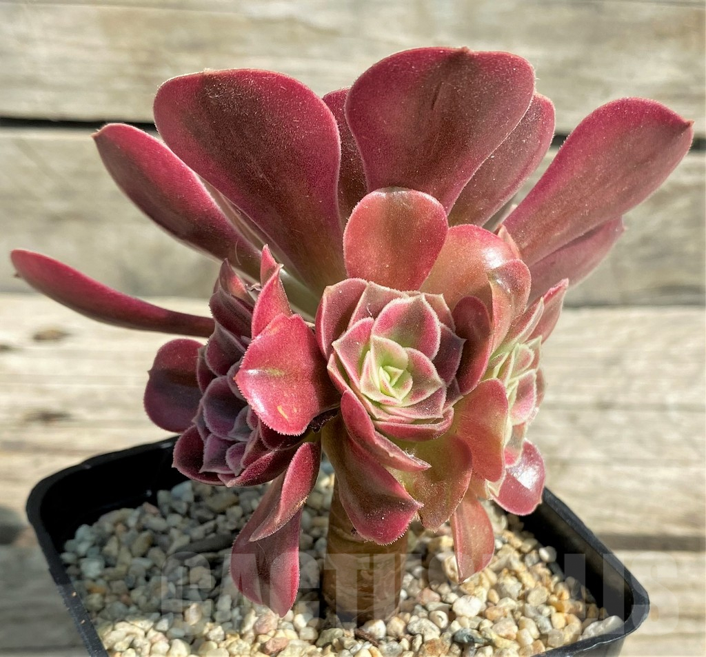 SHPR29545 Aeonium 'Pink Witch' - Obrázek 2