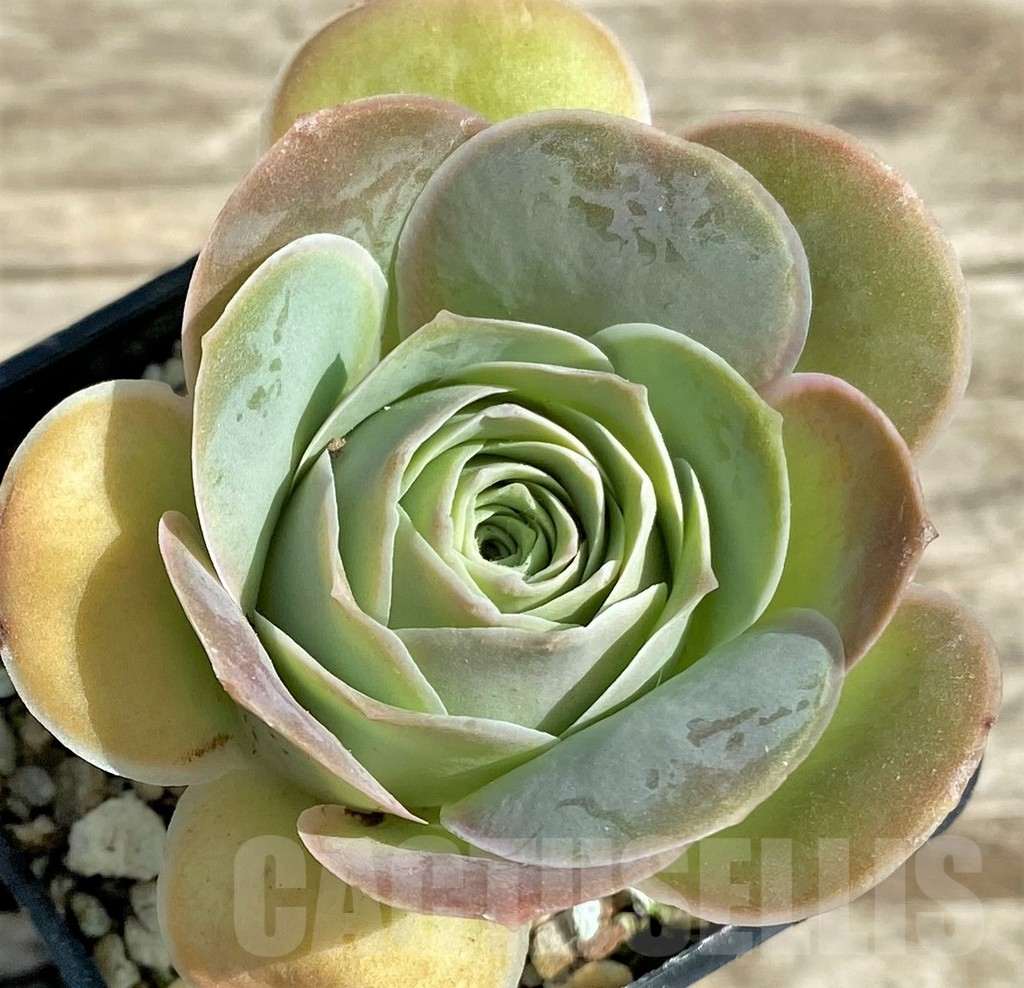 SHPR29546 Greenovia 'Wine Glass' - Obrázek 2